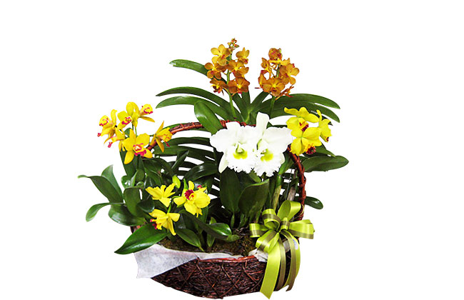 plant6m